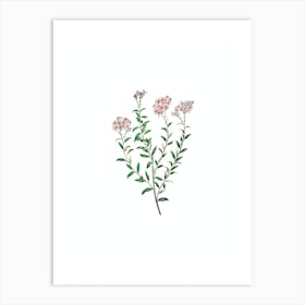 Vintage Dr. Gills Selago Flower Botanical Illustration on Pure White n.0094 Art Print