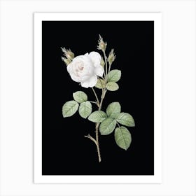Vintage White Misty Rose Botanical Illustration on Solid Black n.0892 Art Print