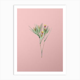 Vintage Witsenia Maura Botanical on Soft Pink n.0746 Art Print