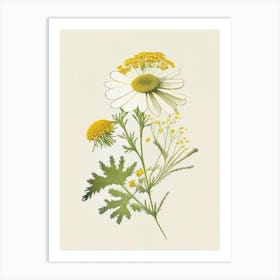 Feverfew Spices And Herbs Retro Drawing 1 Art Print