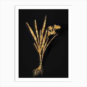Vintage Gladiolus Xanthospilus Botanical in Gold on Black n.0545 Art Print