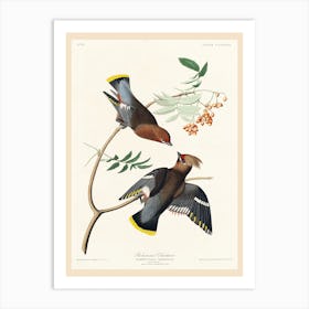 Bohemian Chatterer, Birds Of America, John James Audubon Art Print