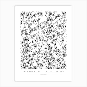 Gypsophila 2 B&W Vintage Botanical Poster Art Print