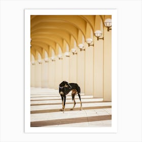 Saluki Puppy - Abu Dhabi Mina UAE photo print - moody animal photography art Art Print