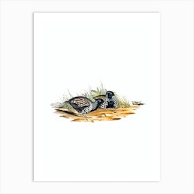 Vintage Black Breasted Hemipode Buttonquail Bird Illustration on Pure White n.0472 Art Print