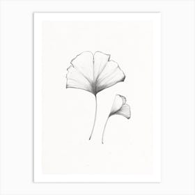 'Ginkgo' Illustration drawing Art Print