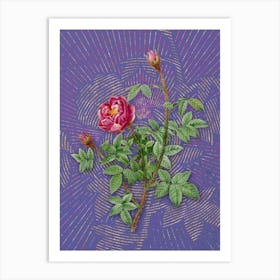 Vintage Moss Rose Botanical Illustration on Veri Peri n.0325 Art Print