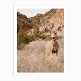 Mule Deer Art Print