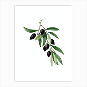 Vintage Olive Tree Branch Botanical Illustration on Pure White n.0128 Art Print