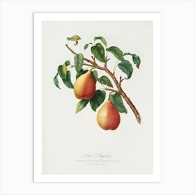 Wild European Pear (Pyrus Pyraster) From Pomona Italiana (1817 1839), Giorgio Gallesio Art Print