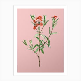Vintage Bog Laurel Bloom Botanical on Soft Pink n.0735 Art Print