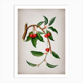 Vintage Cherry Botanical on Parchment n.0968 Art Print