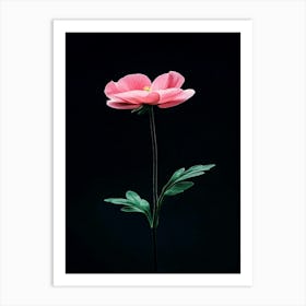 Pink Anemone Flower 2 Art Print