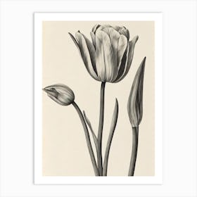 Tulips Vintage Botanical Flower Art Print