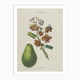 Pear And Flowers Art Print