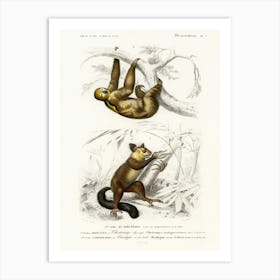 Three Toed Sloth (Bradypus Ustus) And Aye Aye (Cheiromys Madagascariensis), Charles Dessalines D' Orbigny Art Print