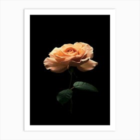 Single Rose On Black Background 34 Art Print