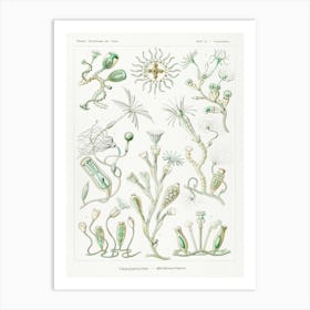 Campanariae–Glockenpolnpen, Ernst Haeckel Art Print