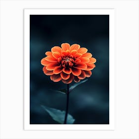 Orange Flower 27 Art Print