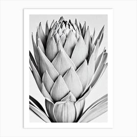 Proteas B&W Pencil 5 Flower Art Print