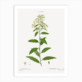 Green Cestrum, Pierre Joseph Redoute Art Print