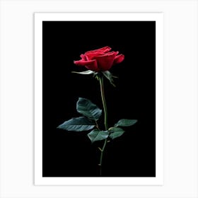 Rose On Black Background 3 Art Print