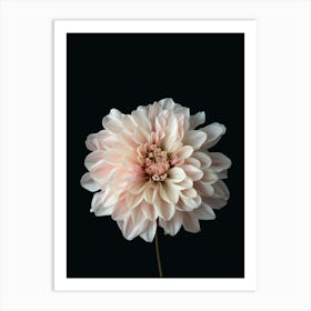 Dahlia Art Print