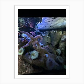 Starfish In Aquarium Art Print