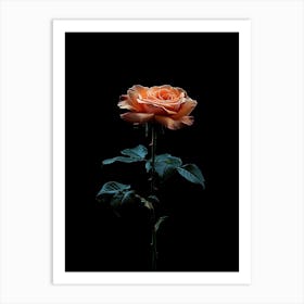 Single Rose On Black Background 14 Art Print