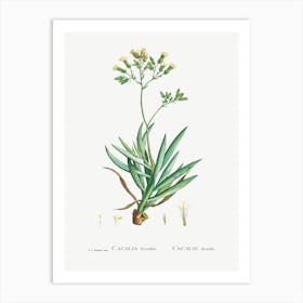 Cacalia Ficoides, Pierre Joseph Redoute Art Print