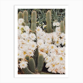 White Cactus Flowers Art Print