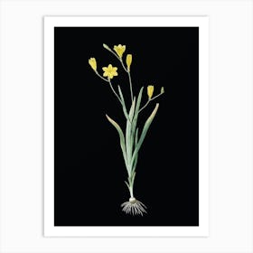 Vintage Ixia Bulbifera Botanical Illustration on Solid Black n.0275 Art Print