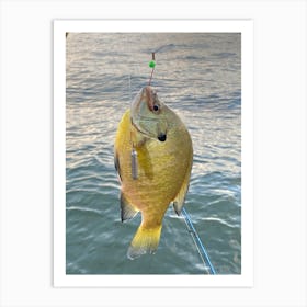 Yellow Blue Gill Fish Art Print