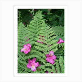 Rhododendron blossoms and green fern leaves Art Print