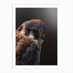 American Kestrel Art Print