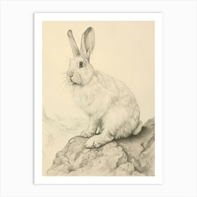 English Angora Rabbit Drawing 2 Art Print