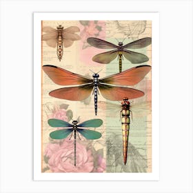 Dragonfly Vintage Species 4 Art Print