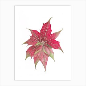 Poinsettia Leaf Art Print