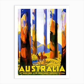 Australia, The Tallest Trees In The British Empire Art Print