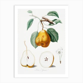 Pear (Pero Spino) From Pomona Italiana (1817 1839) , Giorgio Gallesio Art Print