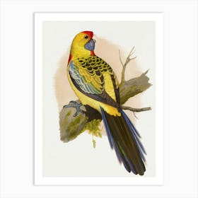 Australian Parrot Art Print