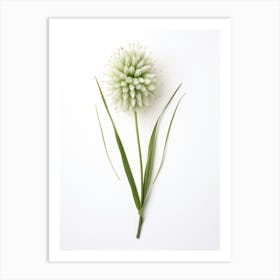 Pressed Wildflower Botanical Art Wild Leek 3 Art Print