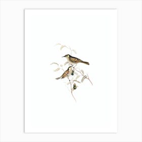 Vintage Yellow Spotted Honeyeater Bird Illustration on Pure White n.0408 Art Print