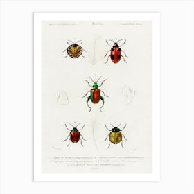 Different Types Of Beetles, Charles Dessalines D'Orbigny 9 Art Print