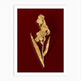 Vintage Dalmatian Iris Botanical in Gold on Red n.0268 Art Print