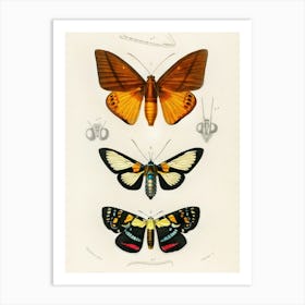 Moths 1 Art Print