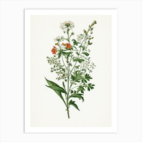 Vintage Botanical Galleria Style Wildflower Painting 46 Art Print