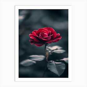 Red Rose 19 Art Print