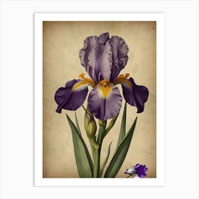 Purple Iris Art Print