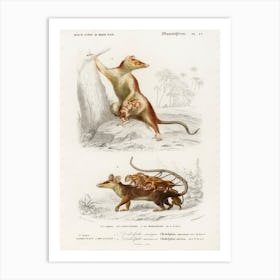 Opossum (Didelphis) And Opossum (Didelphis), Charles Dessalines D' Orbigny Art Print